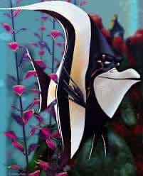Gill £35